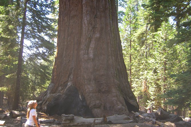 4 Day Death Valley, Yosemite, San Francisco from Las Vegas Camp or Lodge - Guides, Vehicles, and Group Style