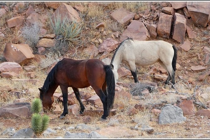 5 Hour Las Vegas Off-Road: Self Drive Jeep Mojave Adventure - An optional art stop on the return