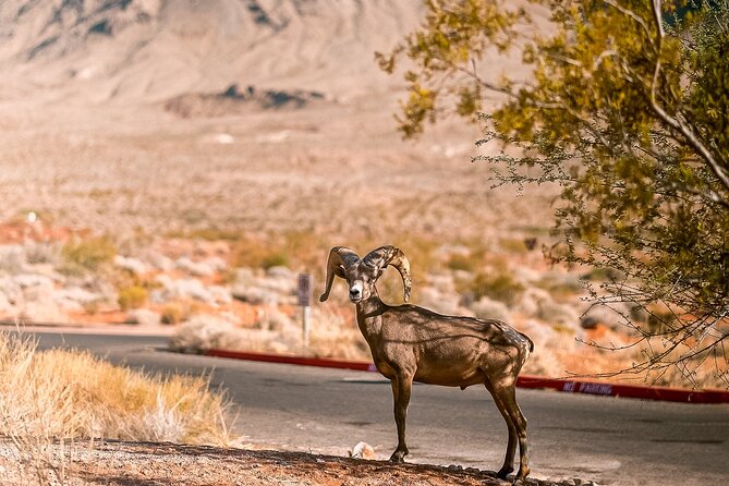 6hr Valley of Fire, Hoover Dam, Boulder City Tour from Las Vegas - Small-group vehicles are a real advantage