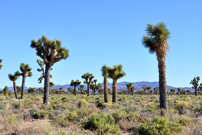 Area 51 Day Tour from Las Vegas with Alien and UFO Hotspots - The Black Mailbox and the famous meeting point