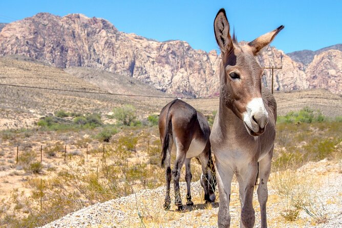Audio Driving Tour: Grand Canyon West, Hoover Dam Red Rock Canyon - Grand Canyon West and the Hualapai experience