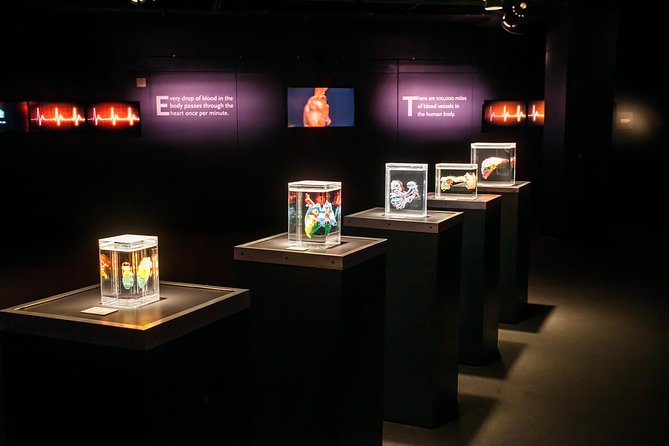 Bodies The Exhibition at the Luxor Hotel and Casino - Polymer Preservation, Without the Medical Jargon