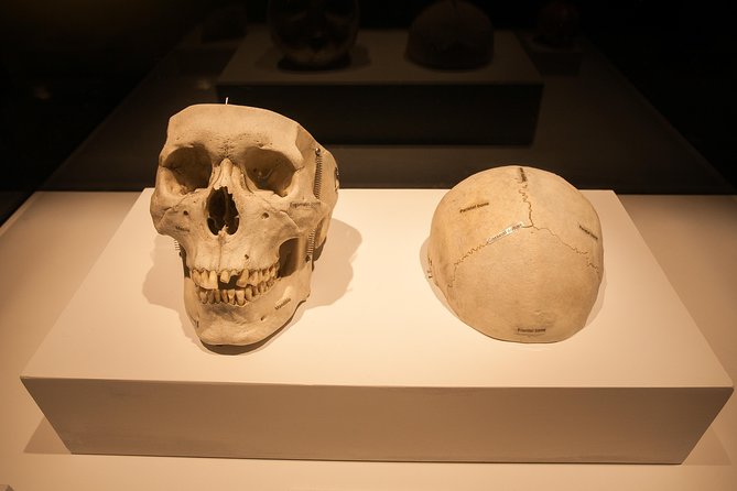 Bodies The Exhibition at the Luxor Hotel and Casino - Why the Self-Guided Format Works
