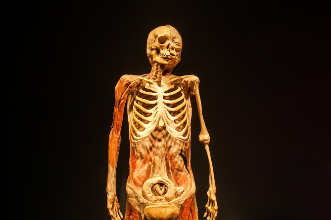 Bodies The Exhibition at the Luxor Hotel and Casino - The $37.13 Price: Fair for the Right Kind of Visitor