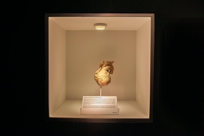 Bodies The Exhibition at the Luxor Hotel and Casino - Respect, Origins, and What the Exhibit Does Not Tell You