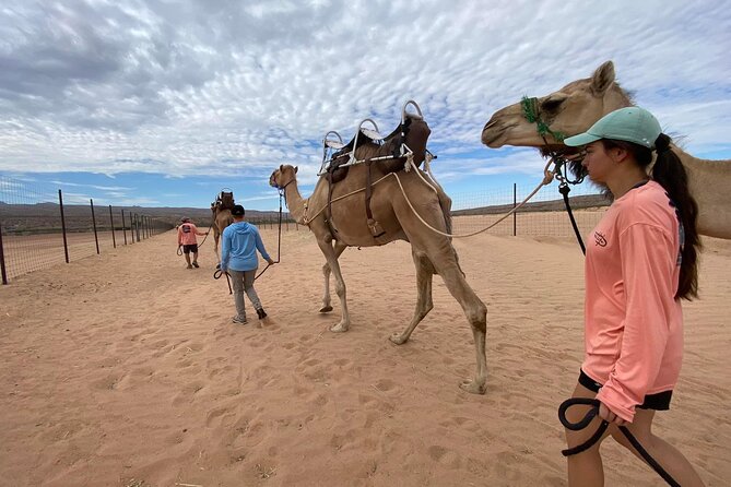 Camel Safari - Camel Ride and Zoo Tour - Who will enjoy this most