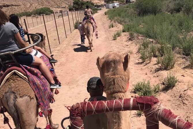 Camel Safari - Camel Ride and Zoo Tour - Should you book the Camel Safari tour?