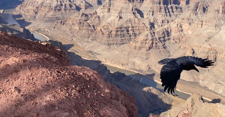 From Las Vegas: Grand Canyon & Hoover Dam Private Photo Tour - The Hualapai Ranch zipline