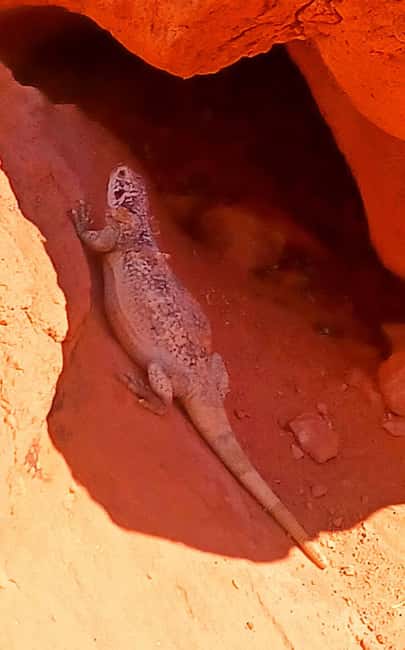 From Las Vegas: Valley of Fire Full-Day Guided Tour w/ Lunch - Beehive Rock shows the park’s sculpted side