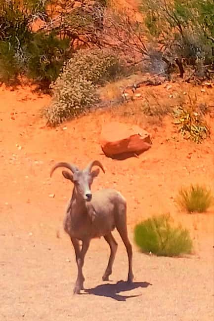 From Las Vegas: Valley of Fire Full-Day Guided Tour w/ Lunch - A short Valley of Fire break before the viewpoints