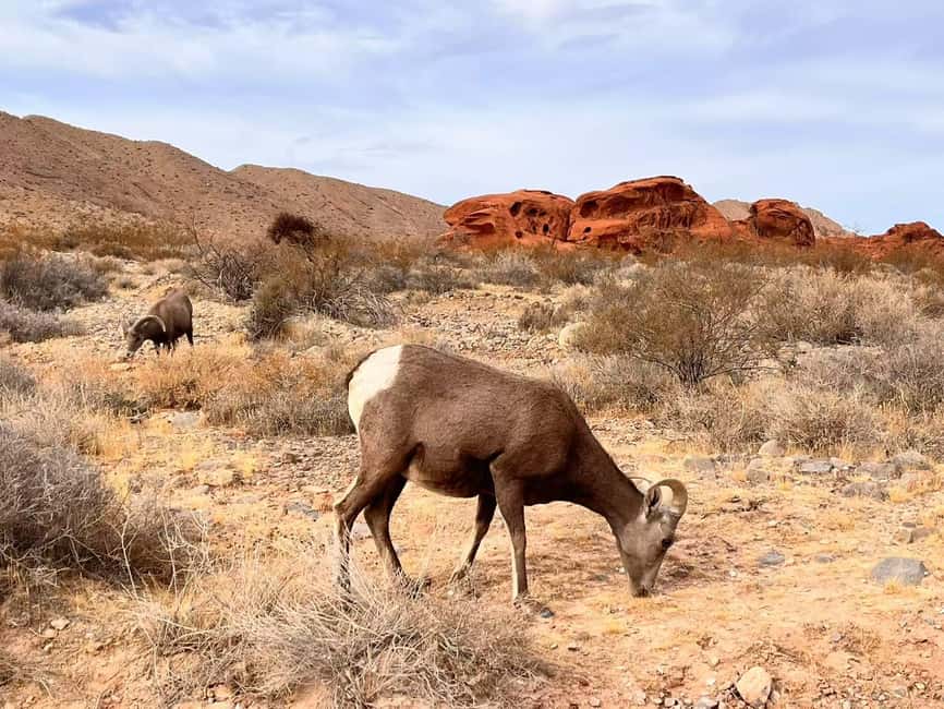 From Las Vegas: Valley of Fire State Park Guided Day Tour - Quick points about the Valley of Fire day tour