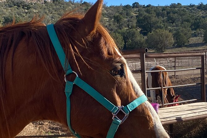 Grand Canyon ATV Tour + Horseback Riding Tour - Helmet rules deserve attention before you pay