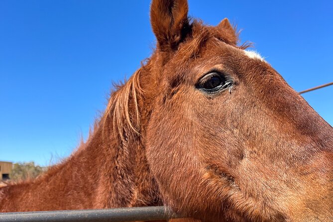 Grand Canyon ATV Tour + Horseback Riding Tour - Is $550 a fair price?
