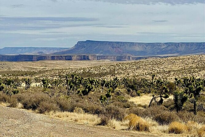 Grand Canyon Helicopter and Ranch Adventure by Luxury Vehicle - Crossing Arizona’s Joshua Tree Forest