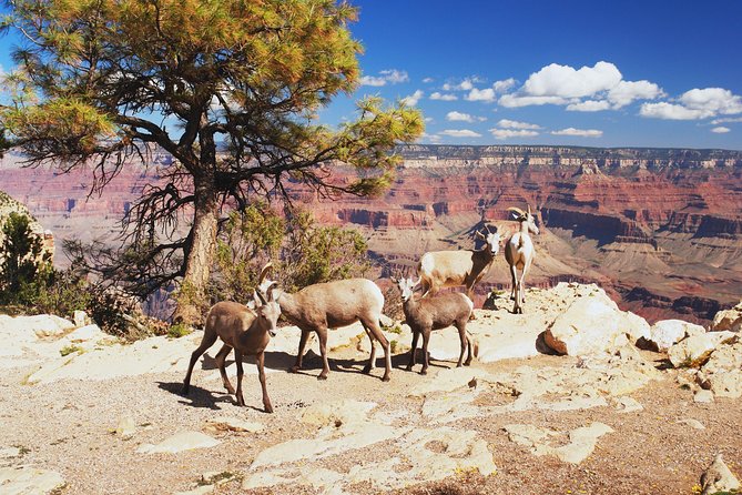 Grand Canyon National Park South Rim Small Group Bus Tour - A full day from Las Vegas to the South Rim
