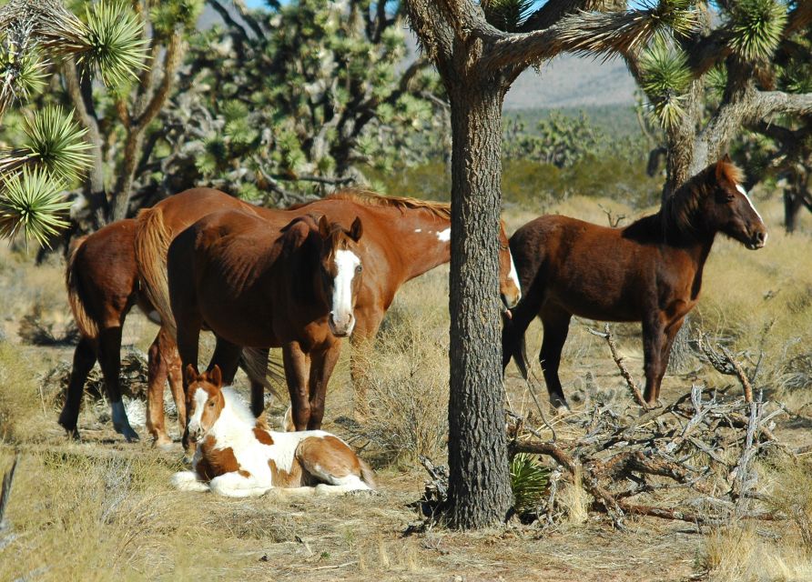 Grand Canyon West 5-in-1 Tour with Rim Lunch From Las Vegas - Key points to know