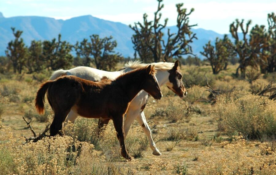 Grand Canyon West & Hoover Dam Combo Tour - Crossing Arizona’s High Desert