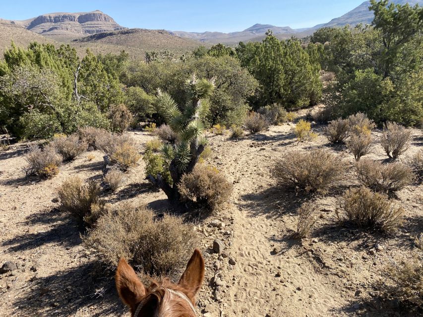 Horseback Ride thru Joshua Tree Forest with Buffalo & Lunch - Lunch with a singing cowboy