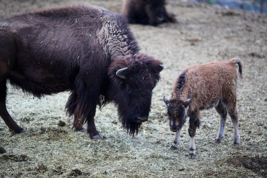 Horseback Ride thru Joshua Tree Forest with Buffalo & Lunch - Is $269 a fair price?