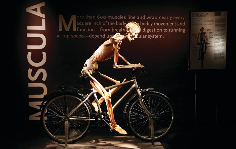 Las Vegas: BODIES | The Exhibition at the Luxor - Key points at a glance