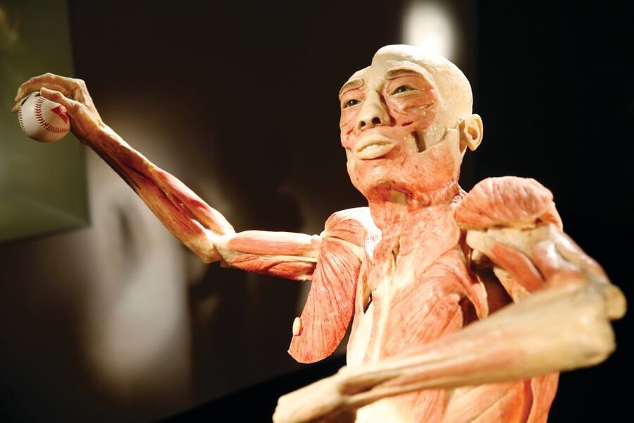 Las Vegas: BODIES | The Exhibition at the Luxor - Follow the skeletal and muscular systems