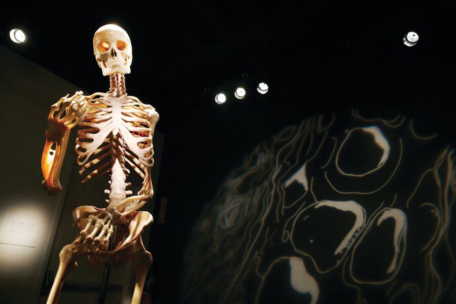 Las Vegas: BODIES | The Exhibition at the Luxor - See the respiratory system, including the smoking comparison
