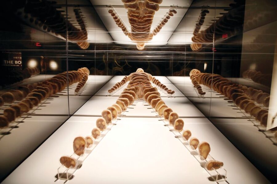 Las Vegas: BODIES | The Exhibition at the Luxor - How long to allow for your visit