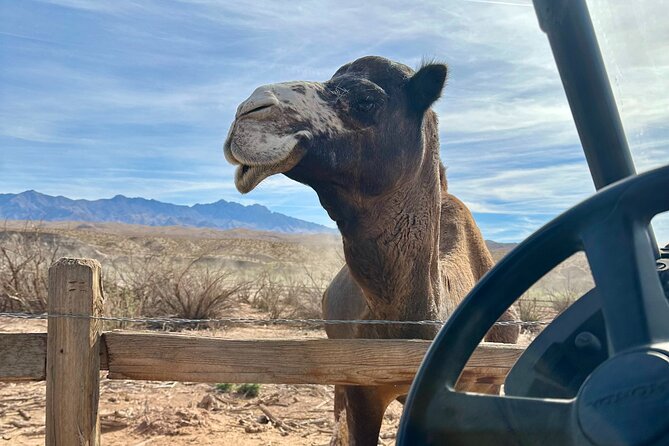 Las Vegas Guided UTV Safari and Zoo Tour - The Virgin River stop and possible splashing