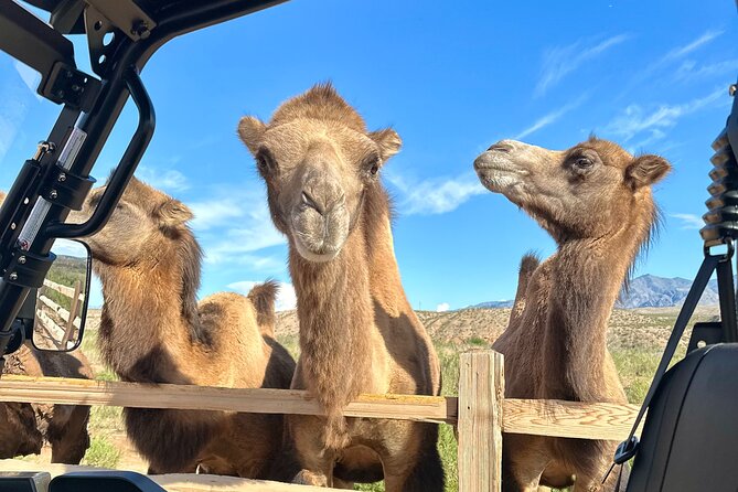 Las Vegas Guided UTV Safari and Zoo Tour - Who should book this outing