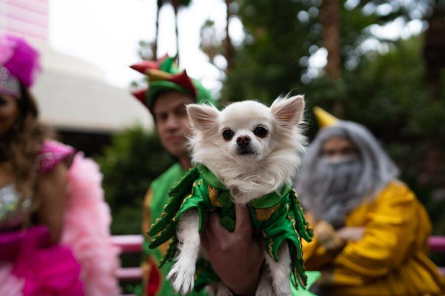 Las Vegas: Piff the Magic Dragon Show at the Flamingo - Why Piff’s Magic Works on the Las Vegas Strip