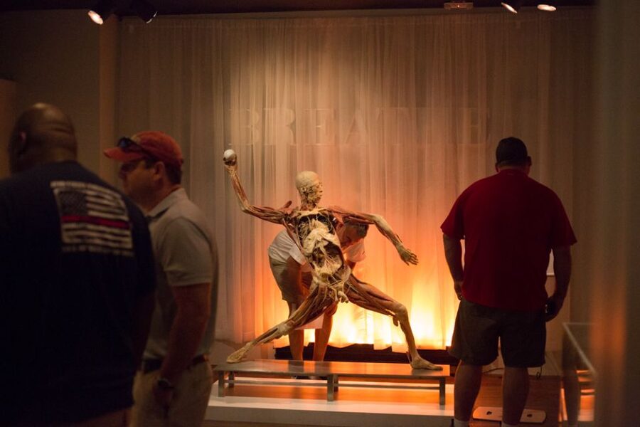 Las Vegas: REAL BODIES at Horseshoe Las Vegas Entry Ticket - The preserved bodies and anatomical specimens