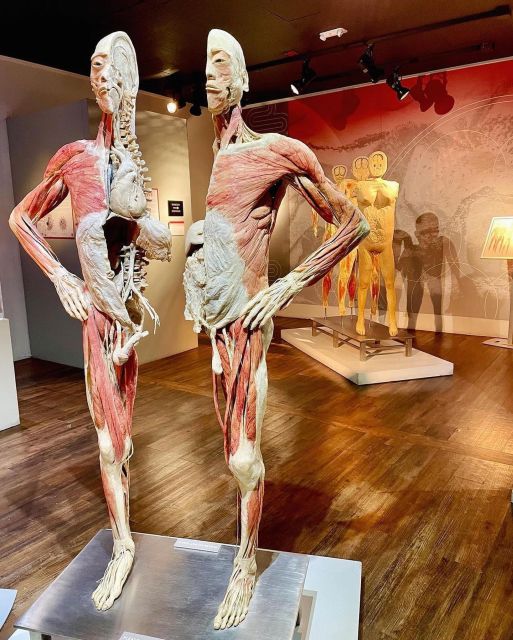 Las Vegas: REAL BODIES at Horseshoe Las Vegas Entry Ticket - How long to allow for the visit