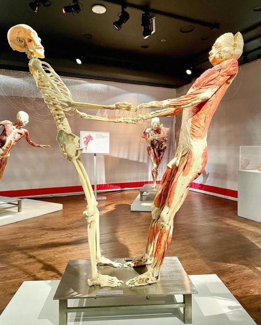 Las Vegas: REAL BODIES at Horseshoe Las Vegas Entry Ticket - Is $30 a fair price?