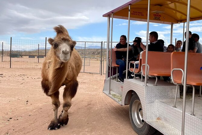 Las Vegas Safari Tram Ride and Zoo Tour at Camel Safari - Key points to know before you go