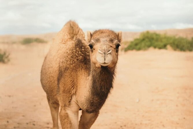 Las Vegas Safari Tram Ride and Zoo Tour at Camel Safari - Is the animal care part of the appeal?