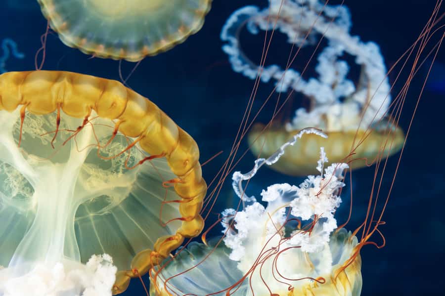 Las Vegas: Shark Reef Aquarium Entry Ticket - The shipwreck tank is the main event