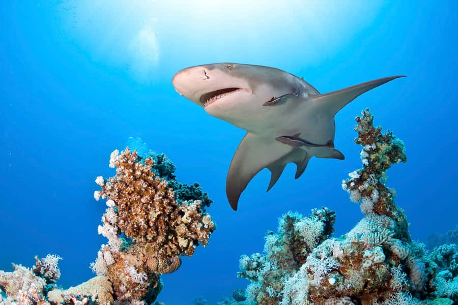 Las Vegas: Shark Reef Aquarium Entry Ticket - Should you book Shark Reef Aquarium?