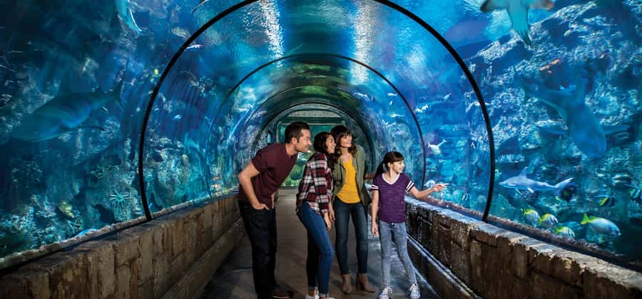 Las Vegas: Shark Reef Aquarium Entry Ticket - The Undersea Explorer VR ride adds a short burst of action