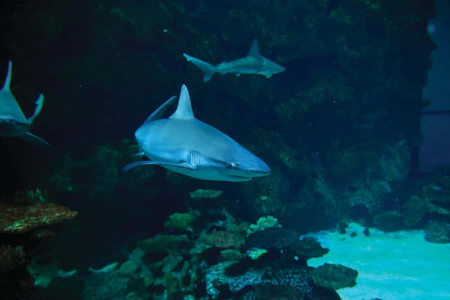 Las Vegas: Shark Reef Aquarium Entry Ticket - Allow more time than the aquarium itself takes