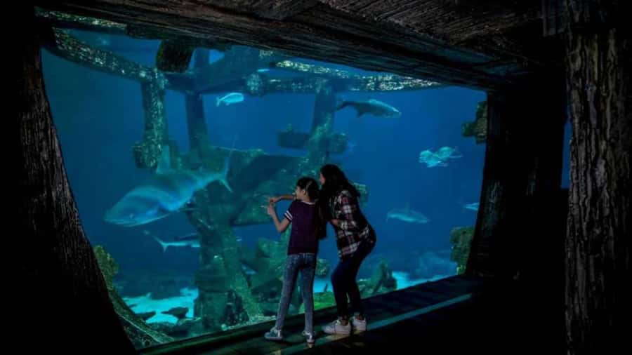 Las Vegas: Shark Reef Aquarium Entry Ticket - Who will enjoy this most