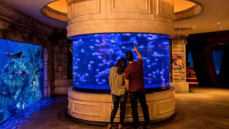 Las Vegas: Shark Reef Aquarium Entry Ticket - What the $29 ticket really buys you