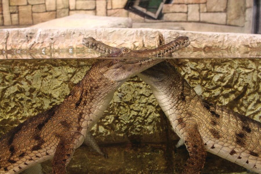 Las Vegas: Shark Reef Aquarium Entry Ticket - Simple ways to get more from your visit