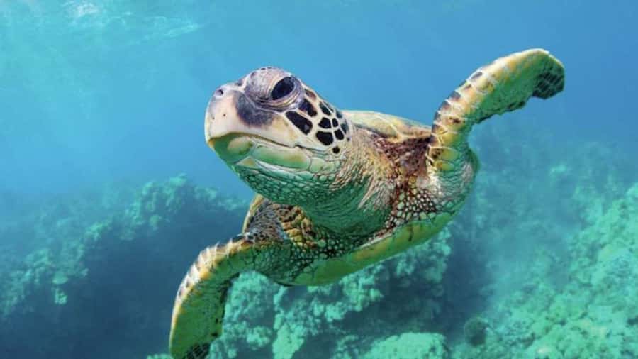 Las Vegas: Shark Reef Aquarium Entry Ticket - The touch pool brings the animals within reach
