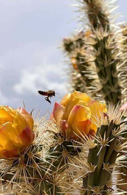 Las Vegas: Small Group Grand Canyon Skywalk, Hoover Dam Tour - Lunch with canyon views