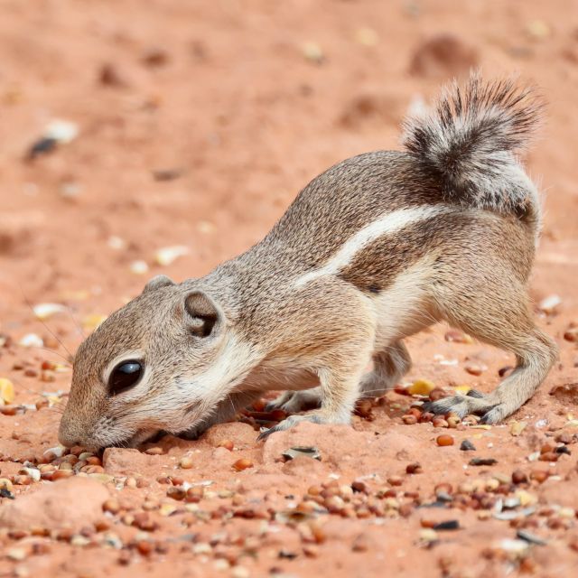 Las Vegas: Valley of Fire and Red Rock Canyon Day Trip - The two lesser-known stops