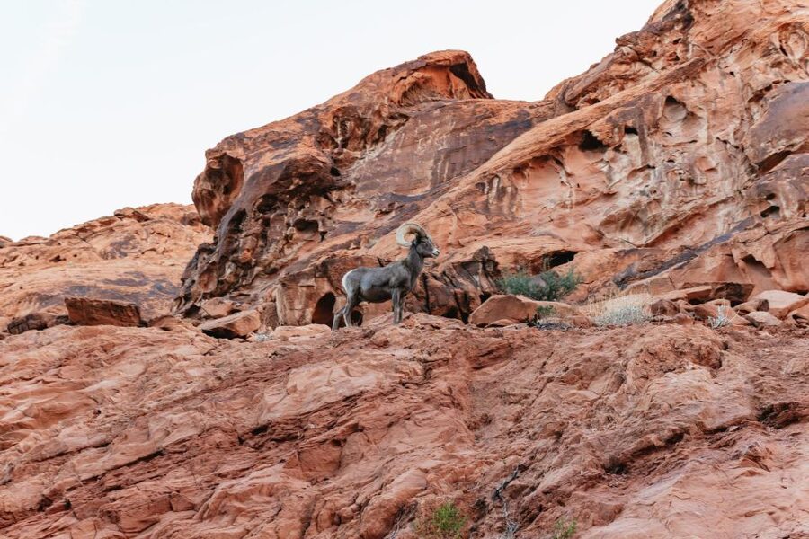 Las Vegas: Valley of Fire Guided Hike with Drinks and Snacks - Who should book this hike?