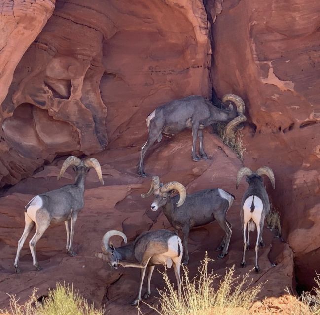 Las Vegas: Valley Of Fire State Park Tour - Arches, buttes, canyons, and photo stops