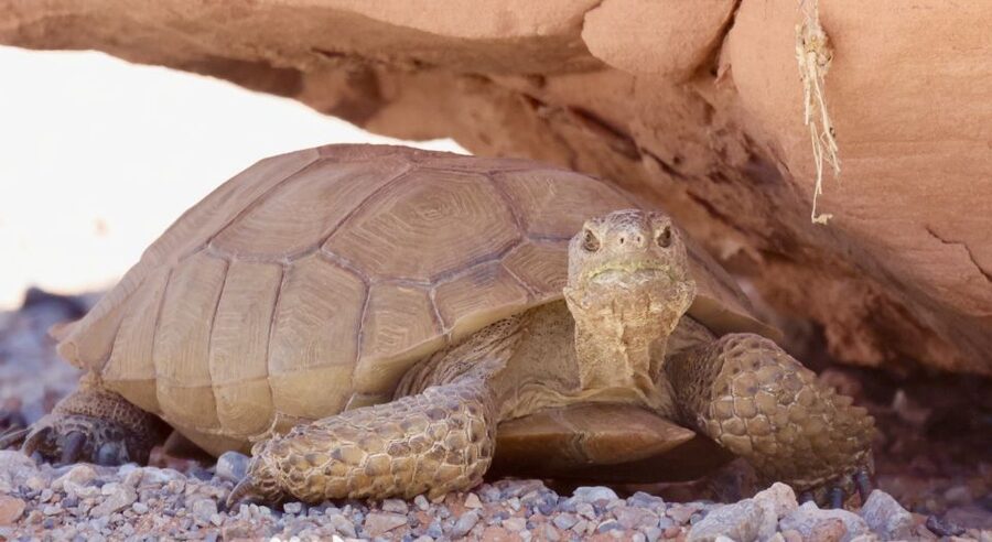 Las Vegas: Valley of Fire Sunset Tour with Hotel Transfers - Practical details before you leave Las Vegas
