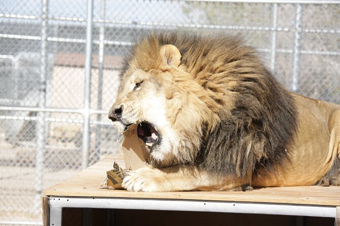 Lion Habitat Ranch Admission Ticket in Las Vegas - Getting close to lions in Las Vegas