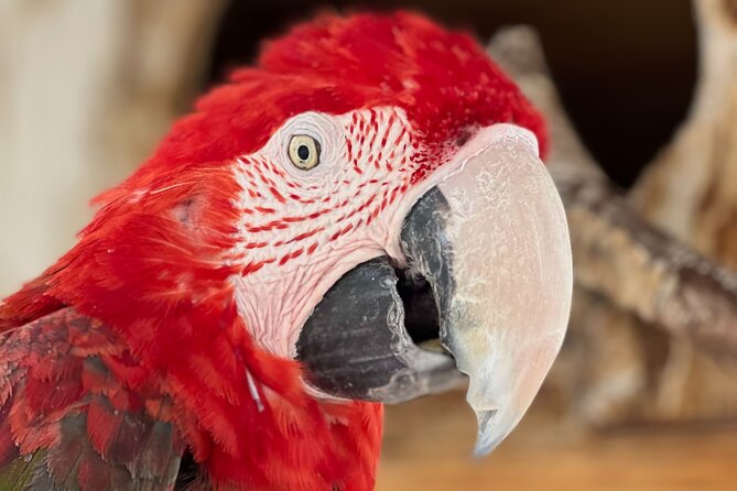 Lion Habitat Ranch Admission Ticket in Las Vegas - Heat, shade, and practical comfort